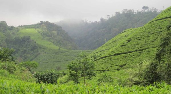 Kebun Teh Kaligua