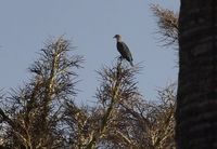 suaranya besar, sesuai dengan tubuhnya yang lebih besar dari burung dara. padahal ia termasuk dalam kelompok pigeon