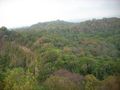 Hutan di pulau sangiang