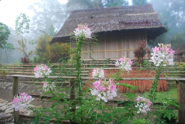 Mila malam hari, 
kunang-kunang akan penuh menhinggapi bungan cantik ini