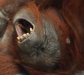 Struktur gigi orangutan mirip-mirip dengan manusia, ya?