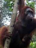 Bentuk tangan dan kaki orangutan sangat memudahkan mereka untuk memanjat pohon