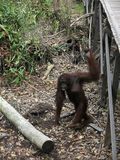 Walaupun bentuk tangan dan kakinya sama, orangutan tetap bisa berdiri