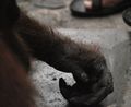 Tangan orangutan sama dengan tangan manusia. Hanya lebih kasar.
