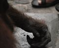 Tangan orangutan sama dengan tangan manusia. Hanya lebih kasar.