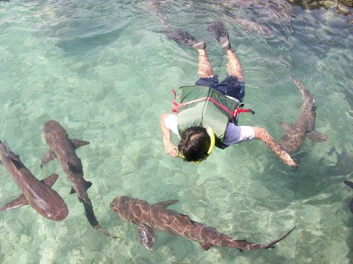 Berenang bersama ikan hiu di Karimunjawa