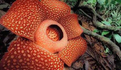 Rafflesia Arnoldii