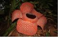 Rafflesia yang tumbuh di Kepahiang