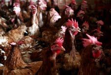 Wah, Asal Muasal Ayam dan Kambing di Dunia Ternyata dari Indonesia
