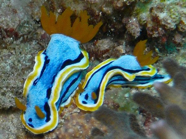 Nudibranches (siput telanjang) di perairan Takabonerate (deepescape.com)