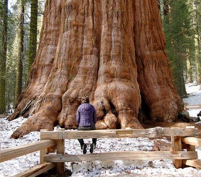 Pohon Terbesar Di Dunia Ada Di California [ www.BlogApaAja.com ]