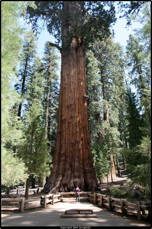 Pohon Terbesar Di Dunia Ada Di California [ www.BlogApaAja.com ]