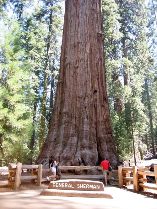 Pohon Terbesar Di Dunia Ada Di California [ www.BlogApaAja.com ]