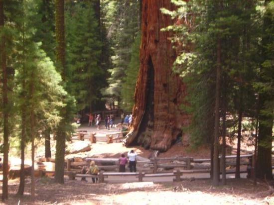 Pohon Terbesar Di Dunia Ada Di California [ www.BlogApaAja.com ]