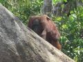 Orangutan di Danau Tahai (dok. sendia berka /dtraveller)