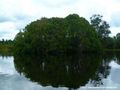 Mangrove di Danau Tahai (Dok. tourismresort-indonesia.blogspot.com)