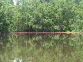 Kelopak-kelopak bunga putat mewarnai Danau Tahai (dok. Sendia Berka/dtraveller)