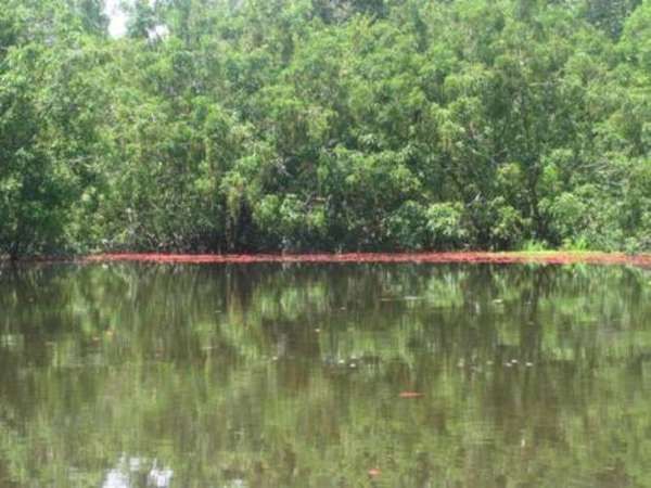 Kelopak-kelopak bunga putat mewarnai Danau Tahai (dok. Sendia Berka/dtraveller)