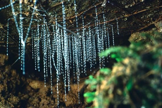 Cacing glow in the dark (atlasobscura.com)