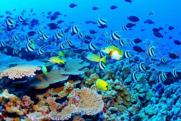 Thre Great Reef Barrier (Sumber: dholidays.net)