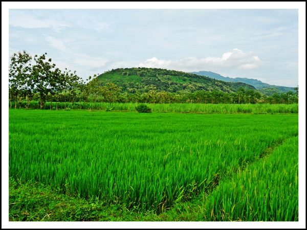 Hamparan lahan sawah di Desa Tuyuhan