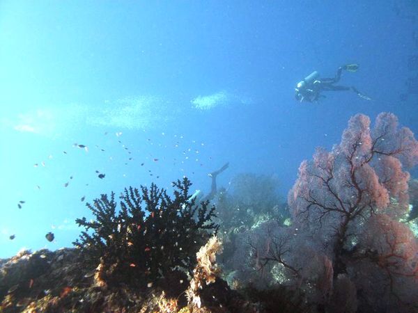 Diving di Pulau Menjangan