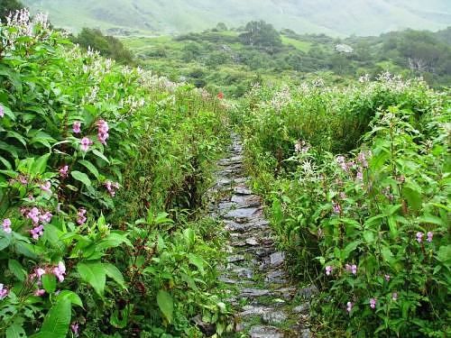 Jalur di di tengah Valley of Flowers (anandway.com)