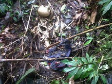 2 Warga Bandung Temukan Tulang Belulang Manusia di Hutan 2 Warga Bandung Temukan Tulang Belulang Manusia di Hutan