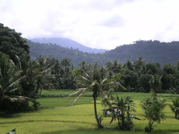 [imagetag] Persawahan dan Perbukitan di Bagian Timur Kota Padang