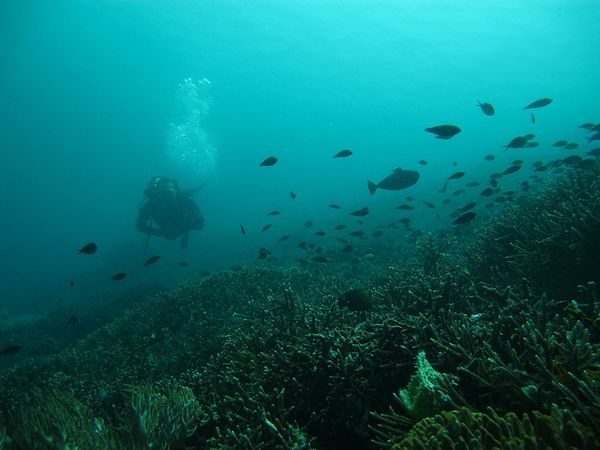 [imagetag] Surga bawah laut Pulau Komodo, crystal rock