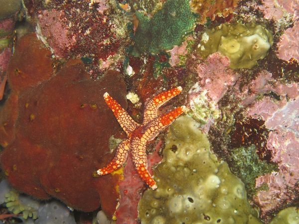 [imagetag] Bintang laut di Pulau Komodo