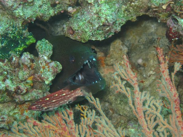 [imagetag] Moray eel di Pulau Komodo