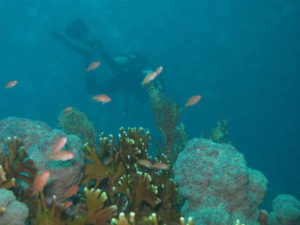 [imagetag] Cantiknya terumbu karang di Pulau Komodo