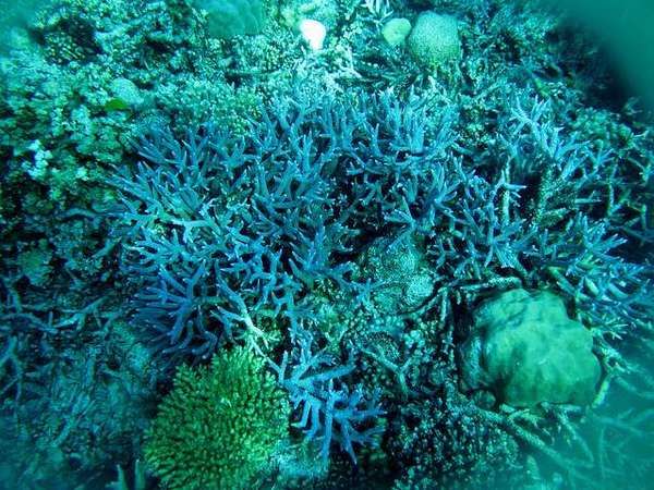 Terumbu karang yang berwarna-warni (Diah Nathalia Pramudya Wardani/ACI)