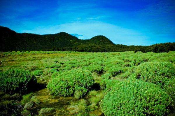 Tegal Alun, Gunung Papandayan (Ambo Arphegio/ dTraveler)