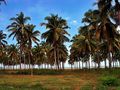 Pohon kelapa yang berbaris rapi