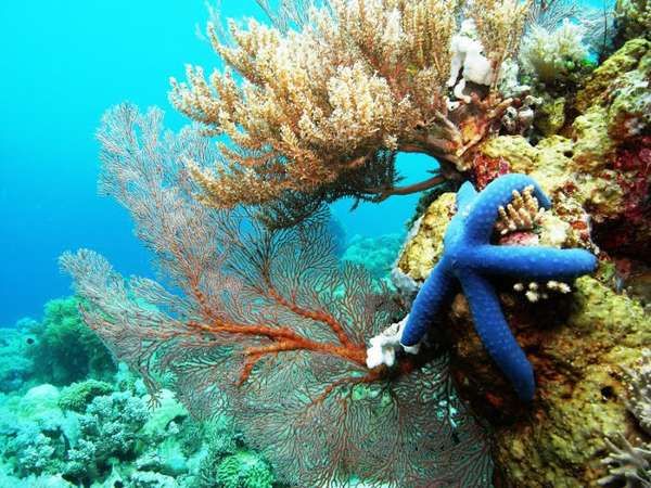 [imagetag] Indahnya bawah laut Takabonerate (lintangbuanatours.com)