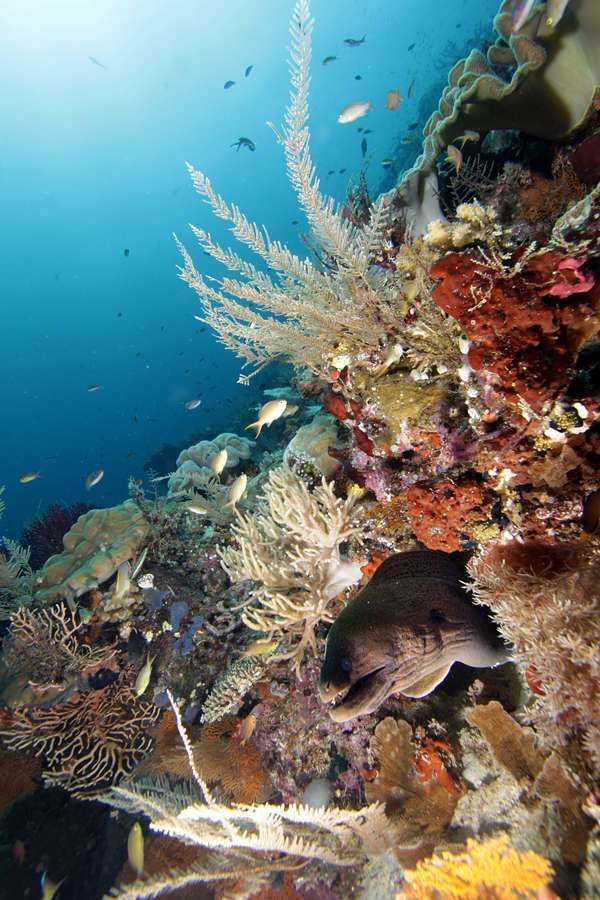 [imagetag] Indahnya bawah laut Raja Ampat (dok. Wilman Latief/dtraveller)