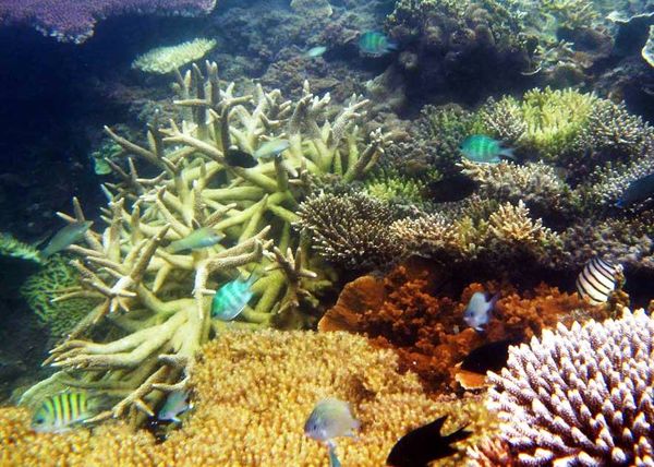 Indahnya pemandangan bawah laut Tanjung Labu UBB