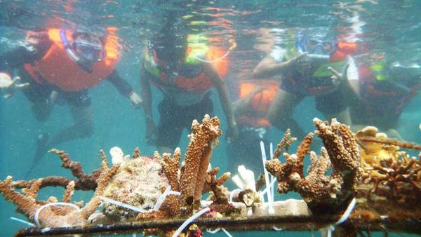 Seru! Menyelam Sambil Menanam Koral Di Pulau Tegal, Lampung [ www.BlogApaAja.com ]
