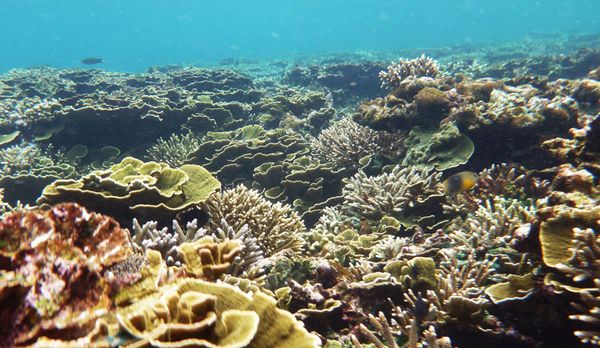 Seru! Menyelam Sambil Menanam Koral Di Pulau Tegal, Lampung [ www.BlogApaAja.com ]