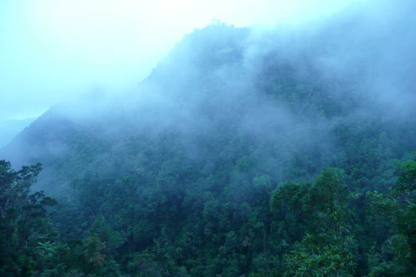 Hutan Wae Rebo (floresecotourism.com)