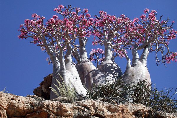 Pohon Pohon Lucu Di Pulau Socotra Yaman Pohon Pohon Lucu Di Pulau Socotra Yaman