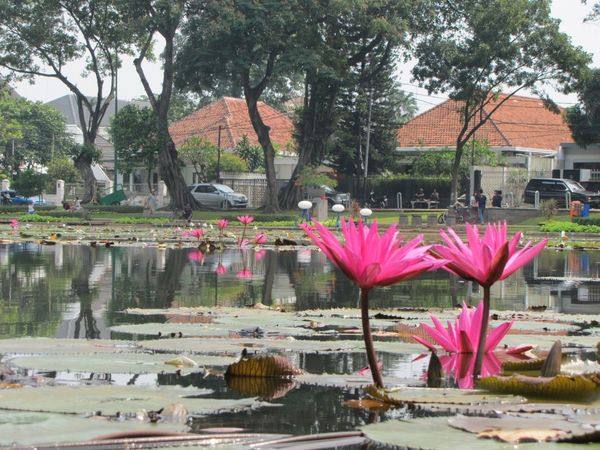 Bunga teratai mempercantik danau (Fitraya/detikTravel)