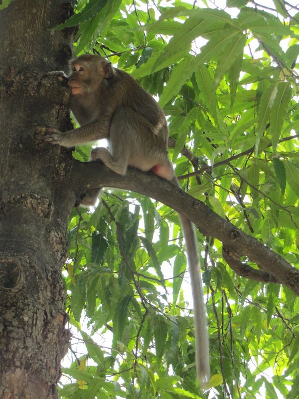 Monyet lucu penghuni Situ Lembang (Fitraya/detikTravel)