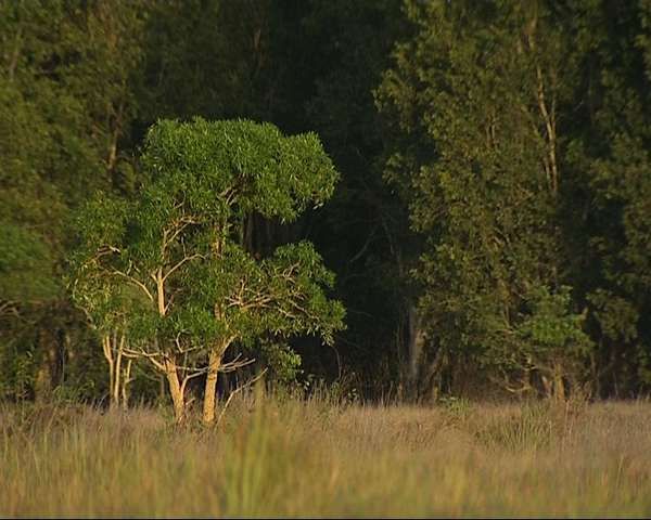 Savana yang luas dan khas Papua (Jejak Petualang TRANS7)