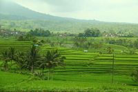 sawah di bali