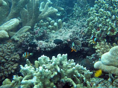  ikan berwarna-warni dan terumbu karang yang alami 