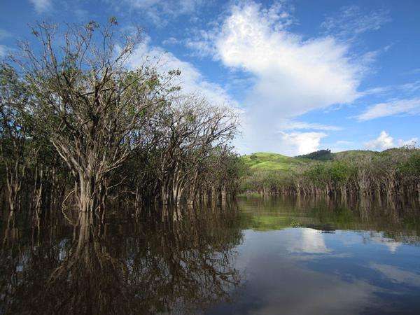 Danau Sentarum di kelilingi oleh bukit-bukit hijau dan ditumbuhi oleh kayu-kayu Putat. (Dwi Putri Ratnasari/ACI)