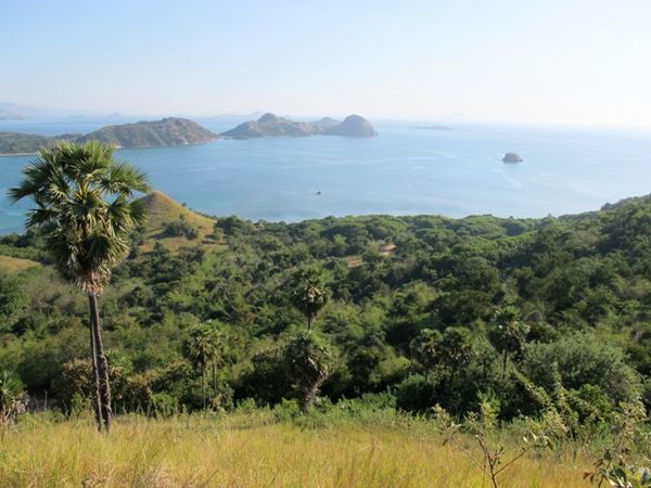 Savana semakin mempercantik panorama bukit (Shafa/detikTravel)